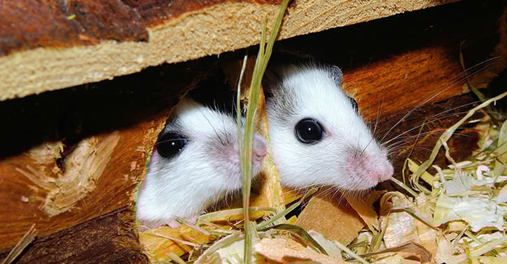How To Keep Mice Out Of Your Garage - How To Seal Garage Door Keep Rodents Out